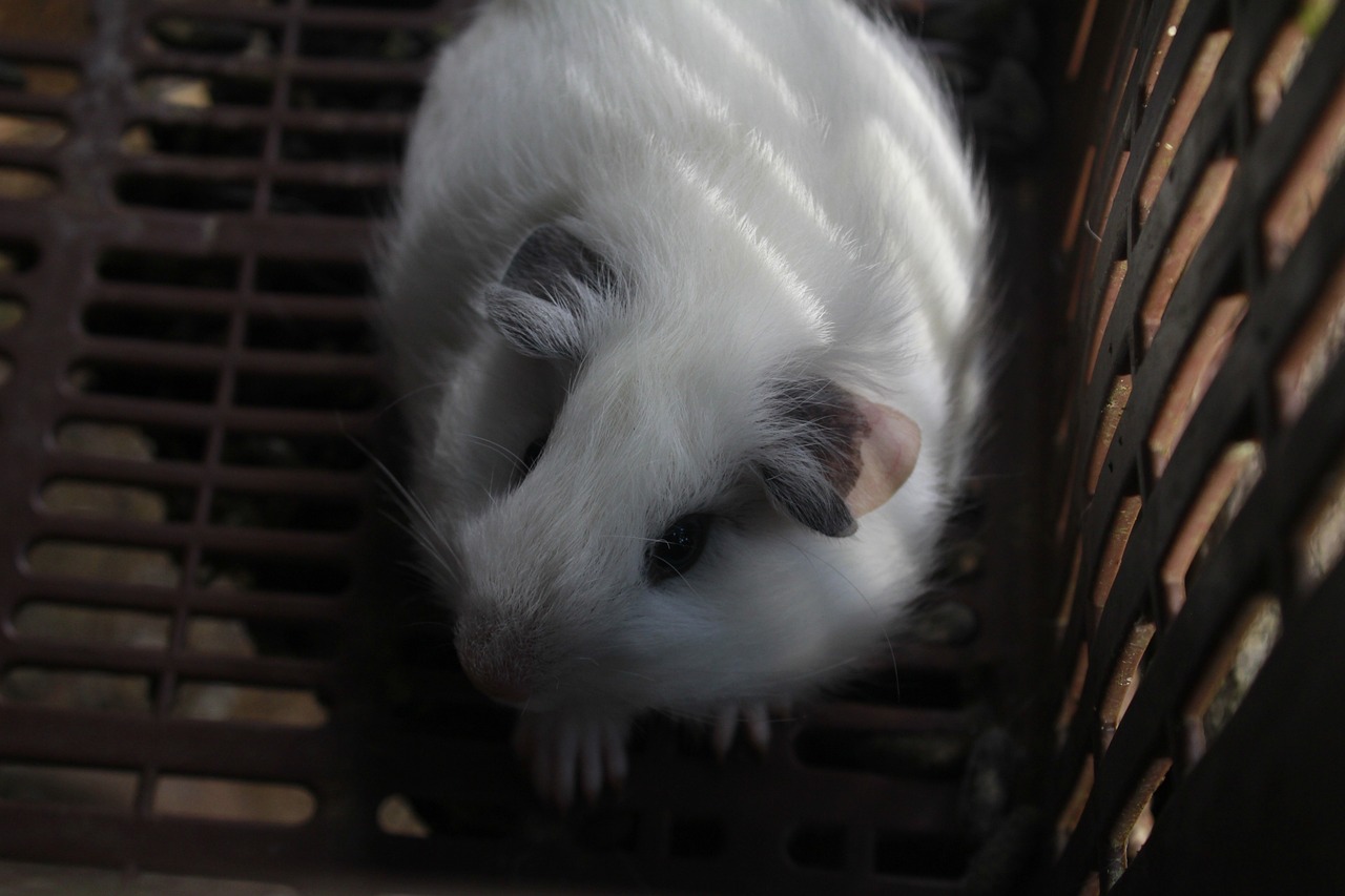 Meerschweinchenkäfig Preisvergleichen