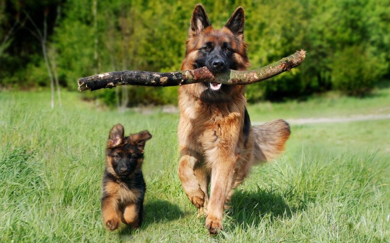 Hundenapf Test: Die besten Futternäpfe für deinen Hund